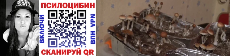 Галлюциногенные грибы Psilocybe Малмыж